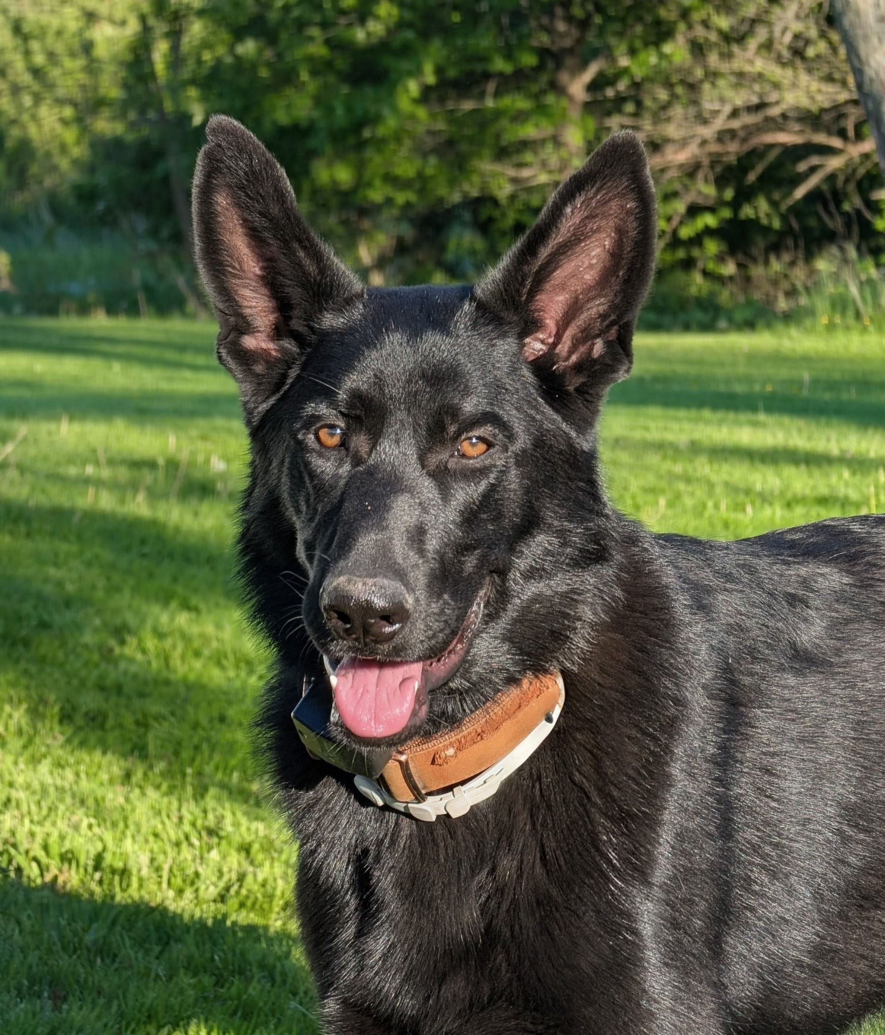 Cash, Butterburr's black farm dog