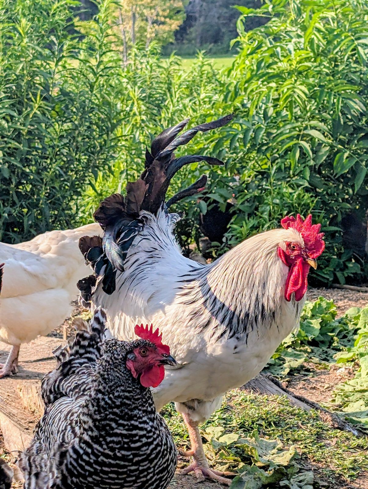 Butterburr chickens outdoors in the sunshine